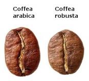 Unterschied Arabic Robusta